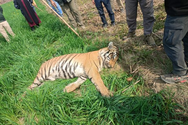 वीटीआर से सटे दोरहम नदी के तट पर खेत में मिला बाघ का शव, करंट लगने से मौत की अशंका