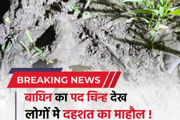 Bihar news : मक्के के खेत में बाघिन के फुटप्रिंट देखे जाने से लोगों में दहशत का माहौल