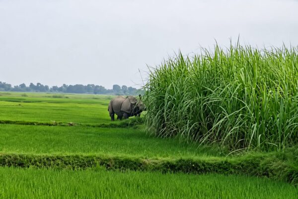 Bihar news : इनरवा में गन्ने के खेत में घुसा गैंडा, किसान पर किया हमला; बाल-बाल बची जान